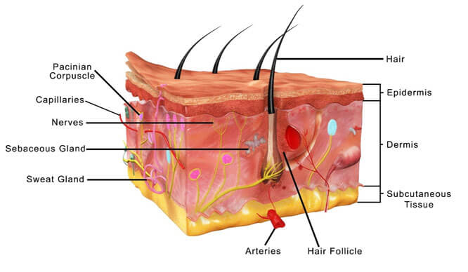 Structure 2  Skin System  MCAT Content